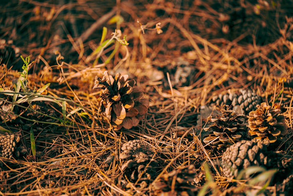 a close up of some grass