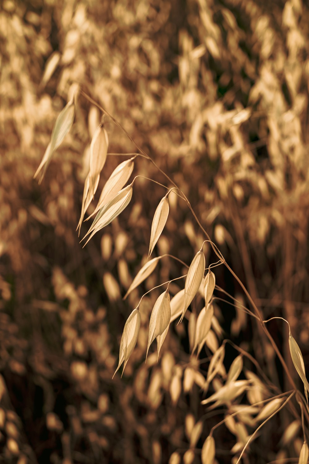 a close up of wheat