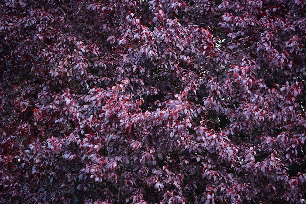 a bush with pink flowers