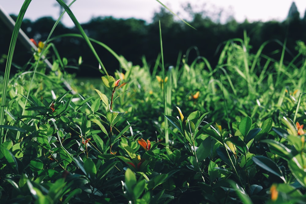 a field of plants