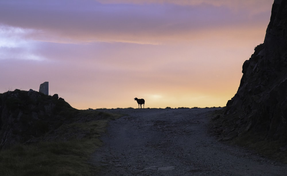 a dog walking on a dirt road