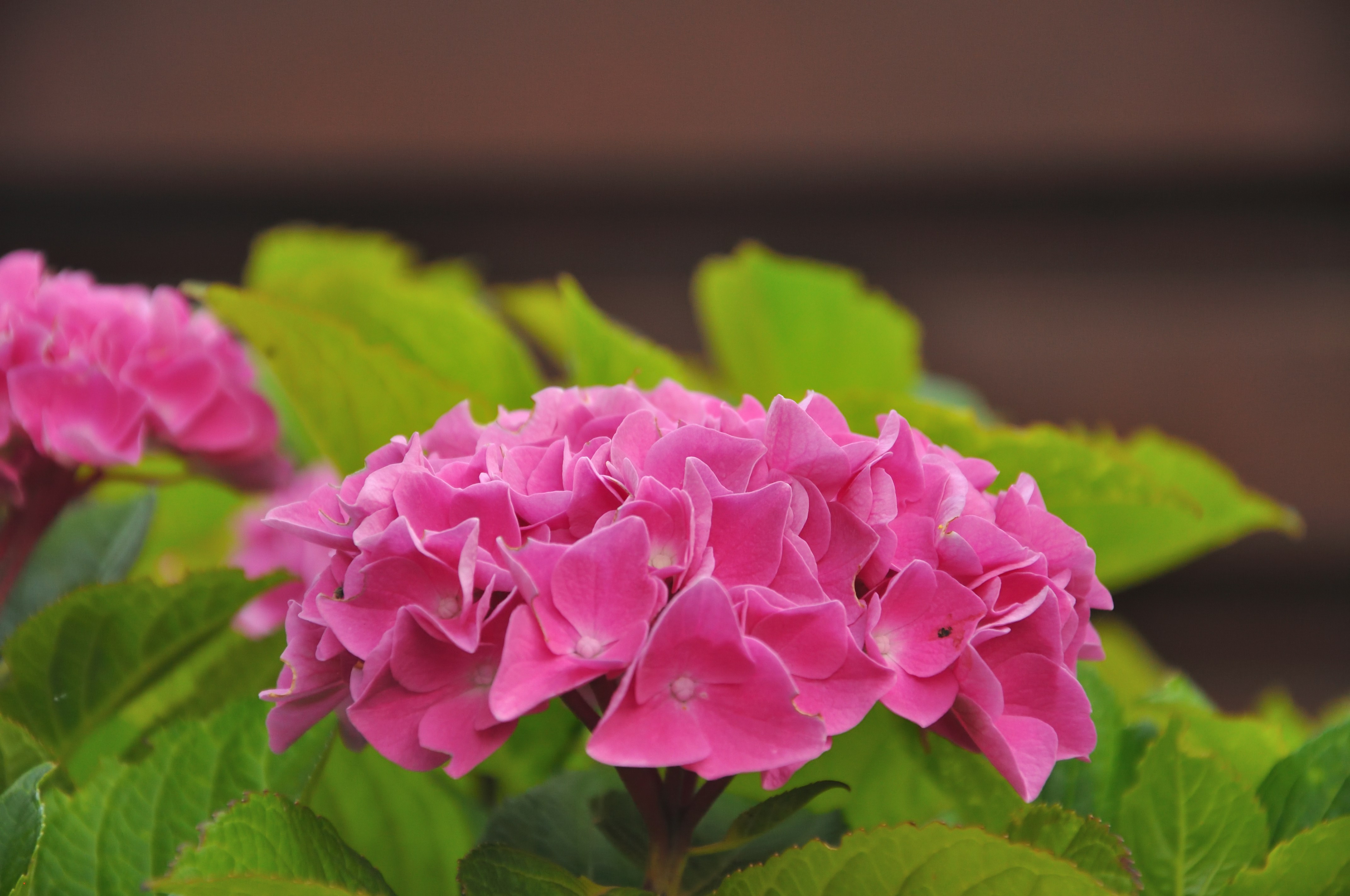 Photo by frankoosterbaan