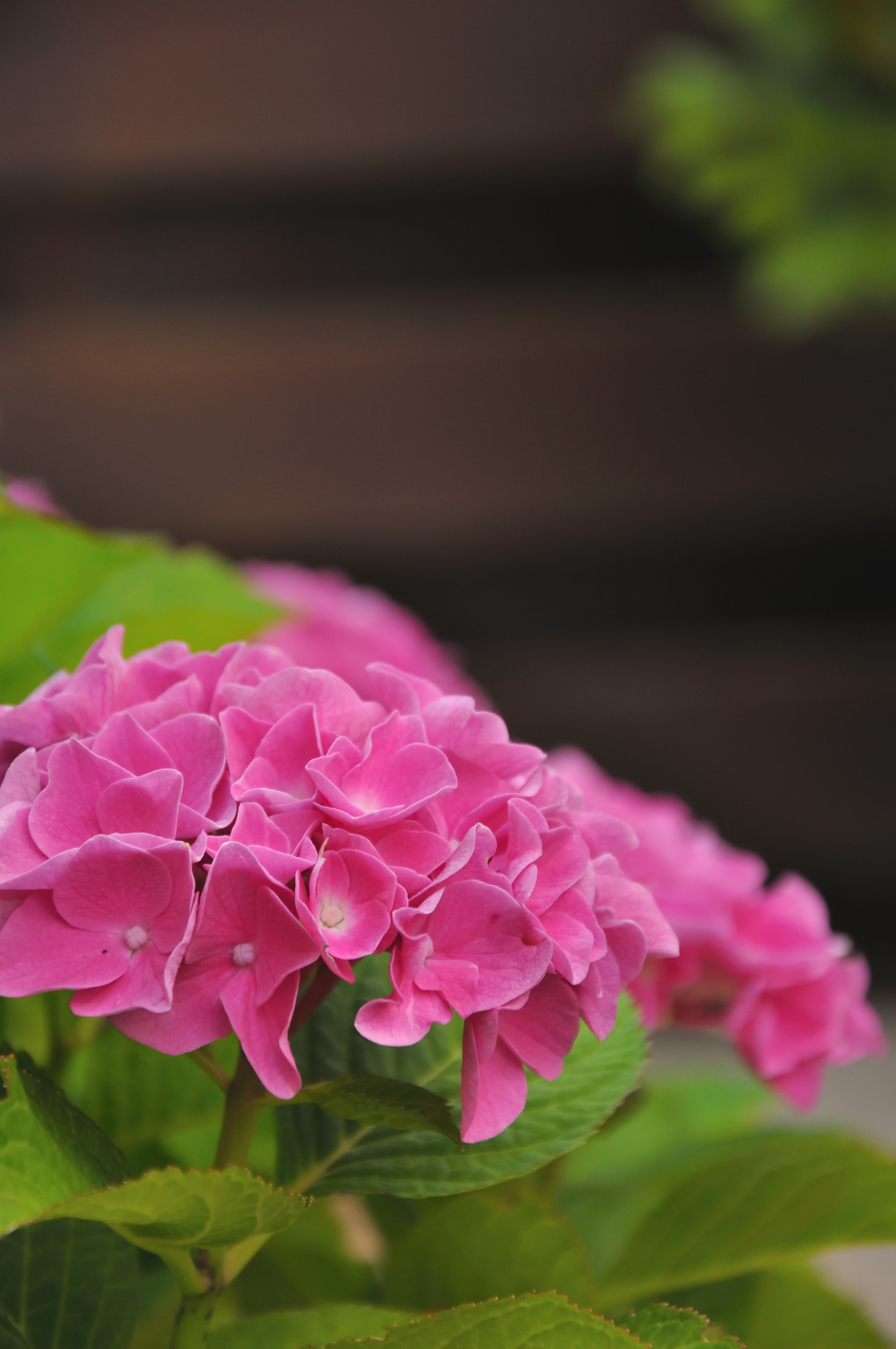 Photo by frankoosterbaan