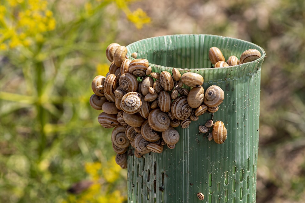 a basket of nuts