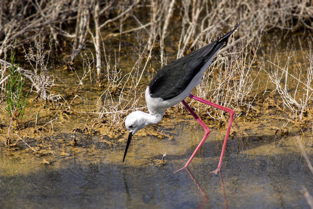 Un pájaro con un pico largo