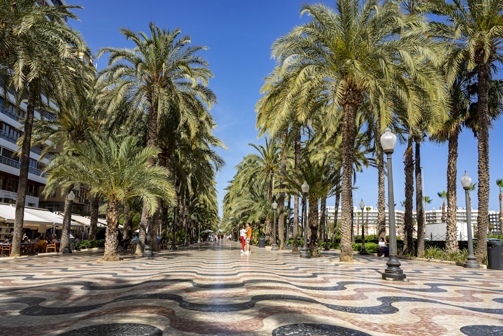 a group of palm trees