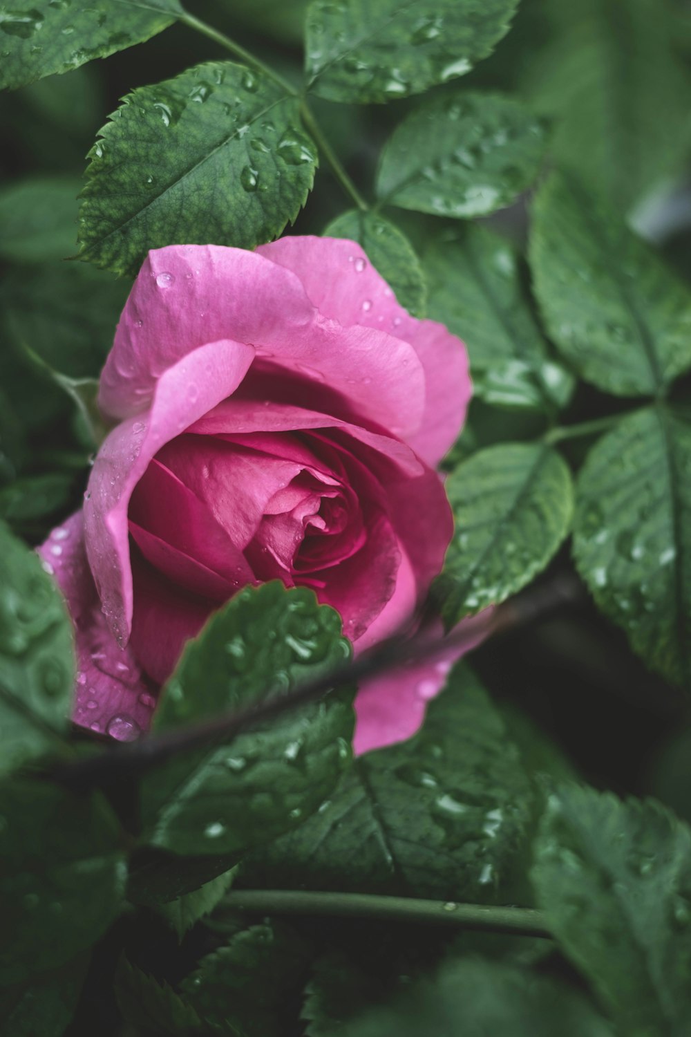 a pink flower surrounded by green leaves