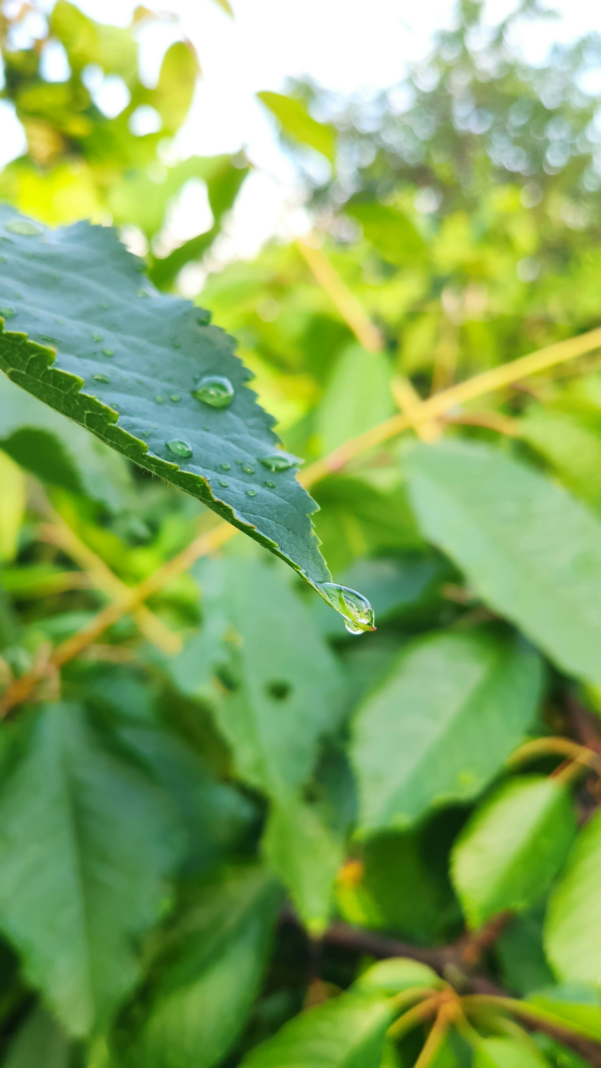 woman wearing yellow long-sleeved dress under white clouds and blue sky during daytime