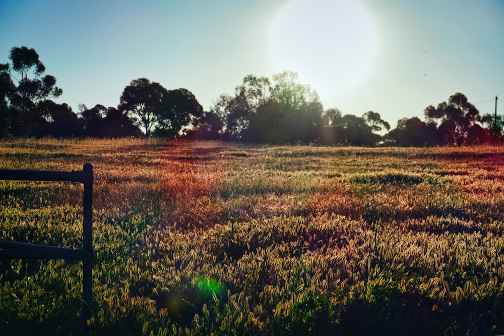 a field of grass and trees