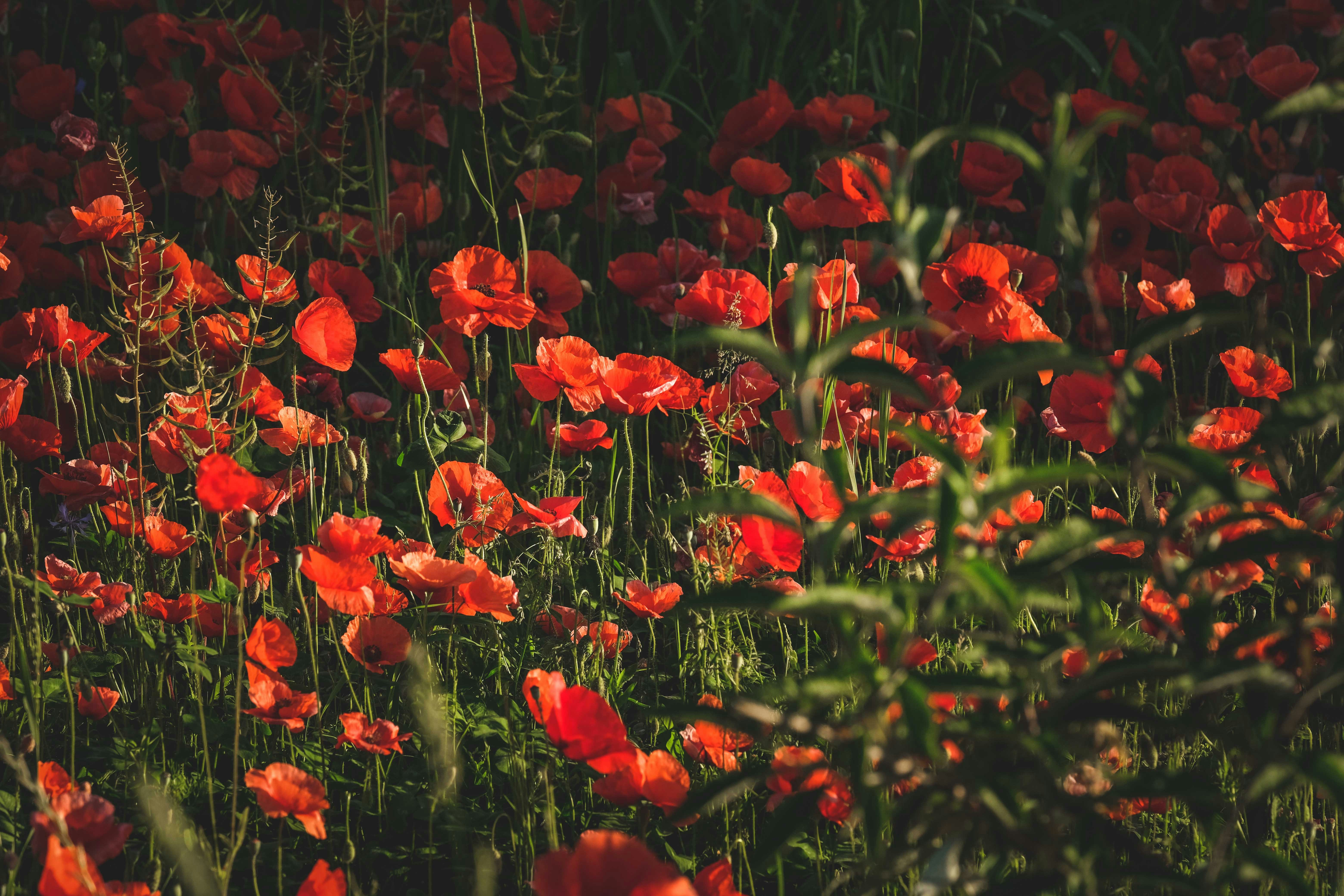 Photo by francesco_ungaro