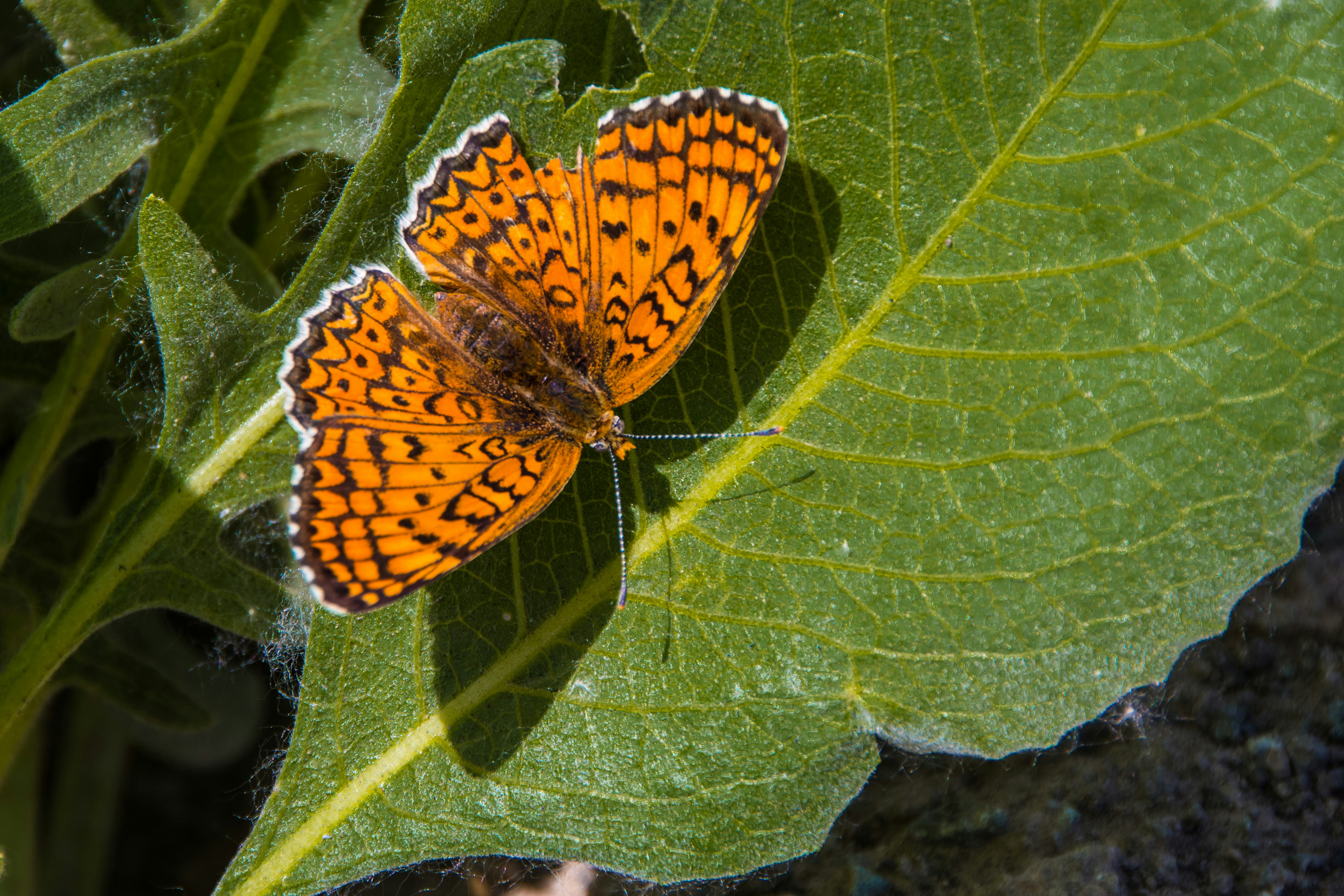 Photo by aniadigyozalyan