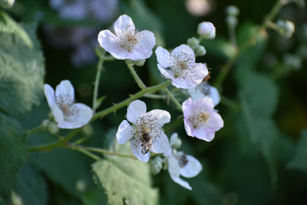 a close up of flowers