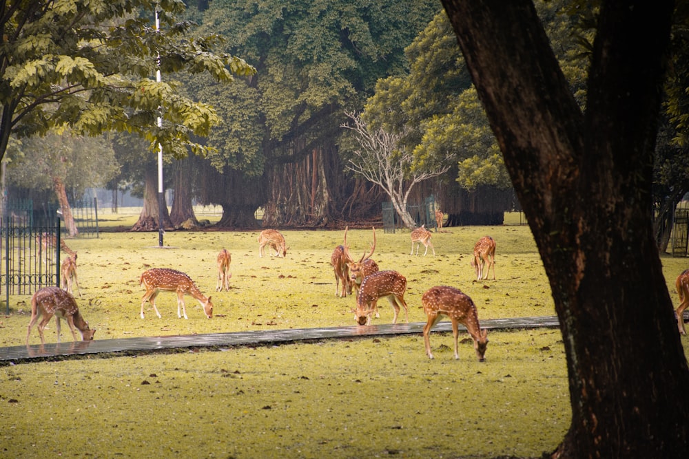 a group of deer in a zoo exhibit