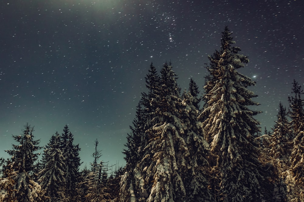 a group of trees with snow