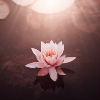 A serene lotus flower gently floating on calm water at dawn, bathed in soft beige and orange light.