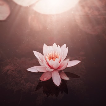 A serene lotus flower gently floating on calm water at dawn, bathed in soft beige and orange light.