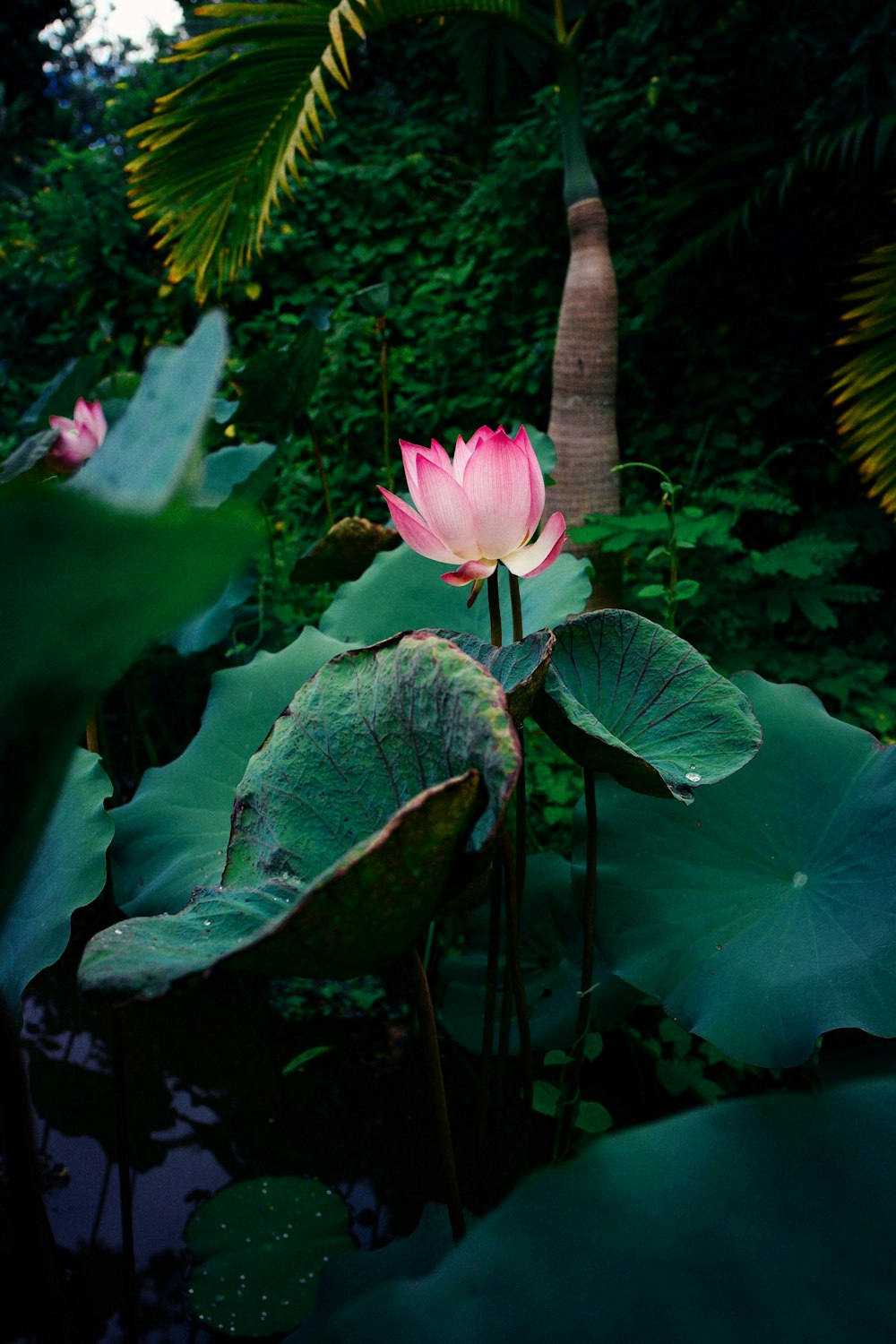 a pink flower surrounded by green leaves