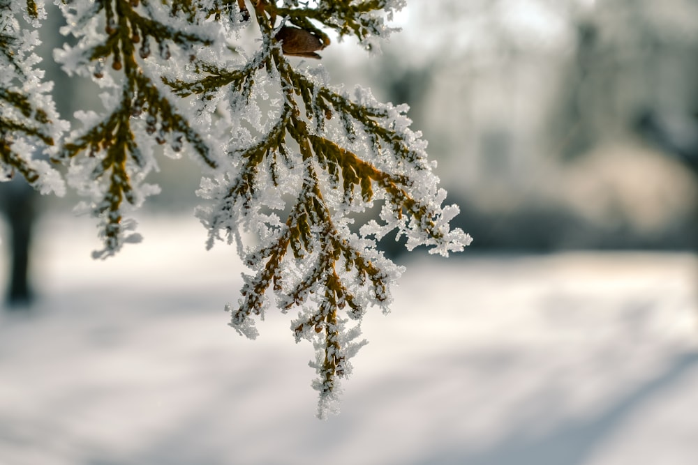 a branch with snow on it