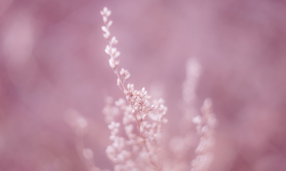 a close up of a flower