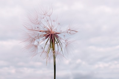 a close up of a flower