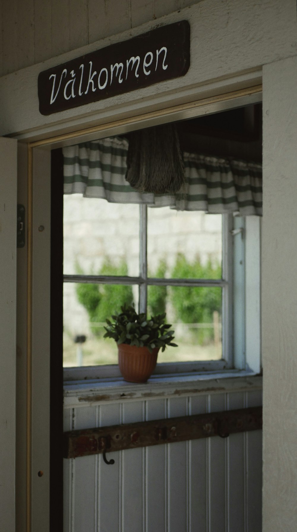 a potted plant in a window