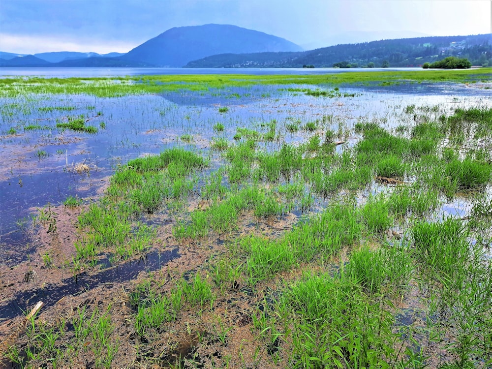 a field of plants with a mountain in the background