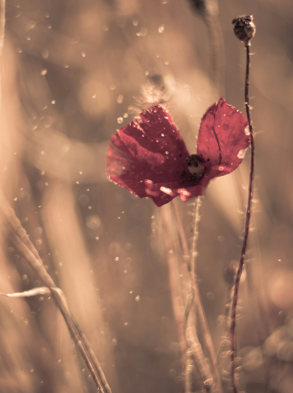 a close up of a flower