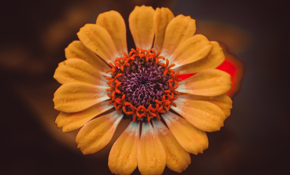 a close up of a flower