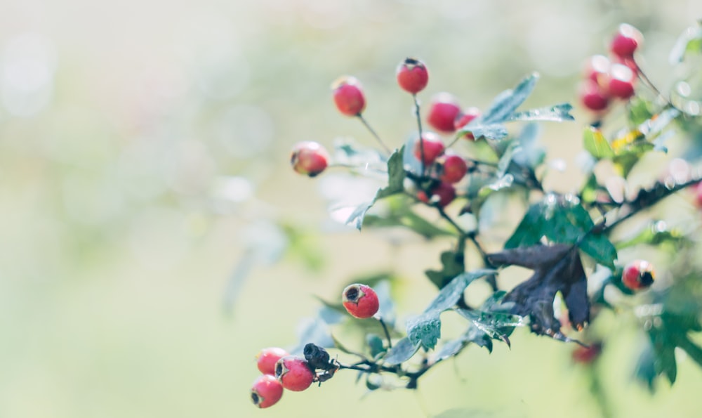 a close up of some berries