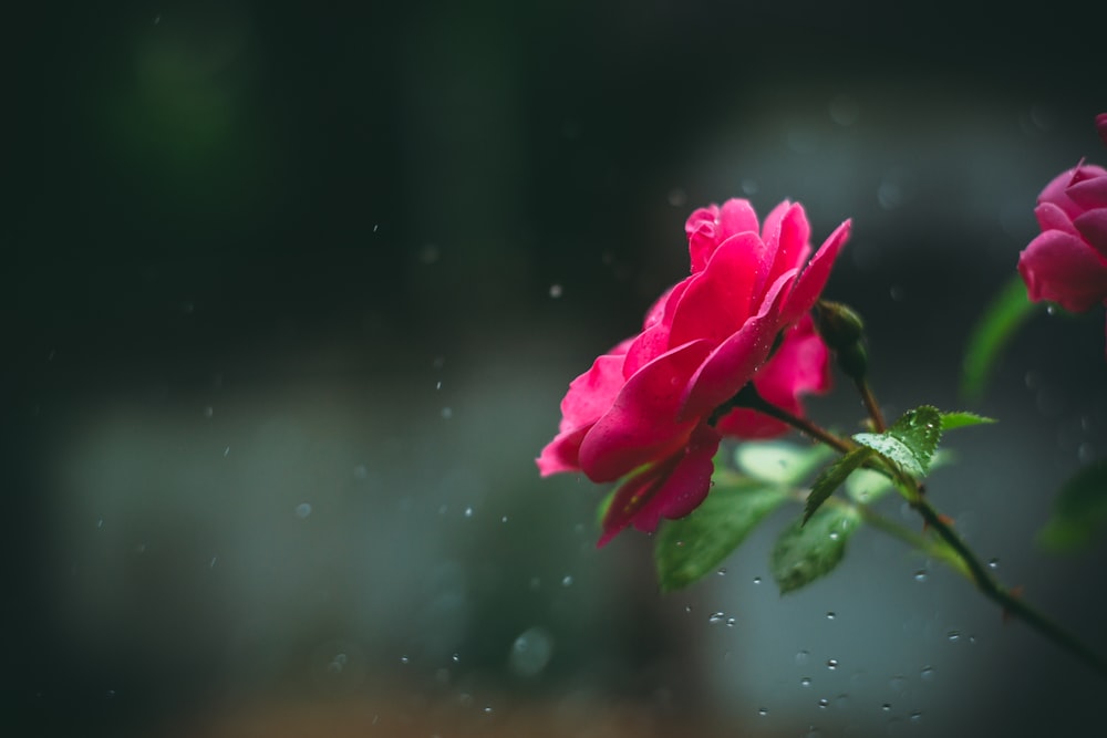 a close up of a flower