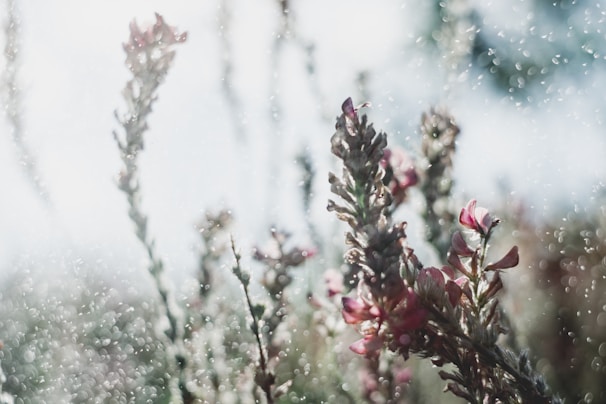 A delicate spray of floral fragrance mist floating in the air against a pastel background.
