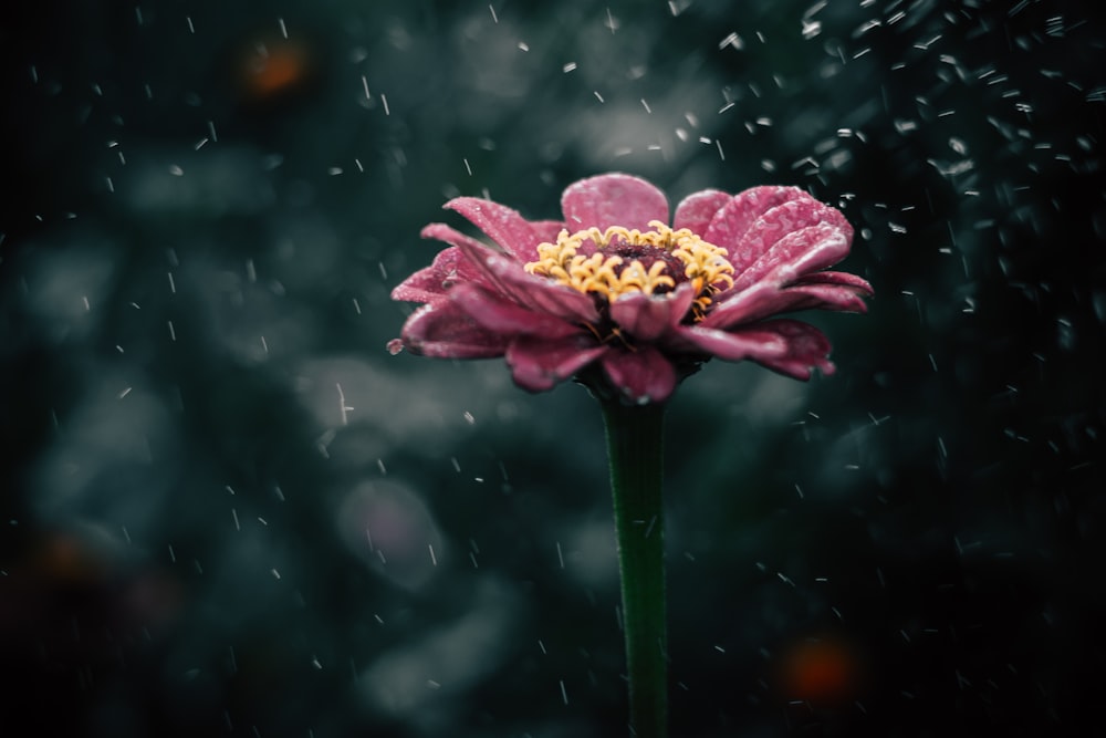 a close up of a flower