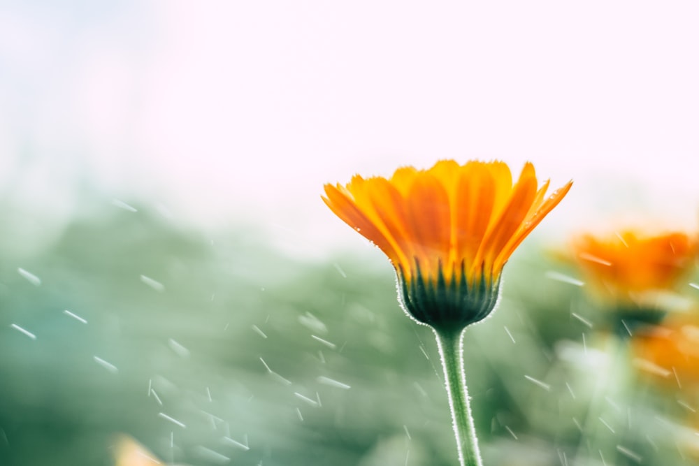 a close up of a flower