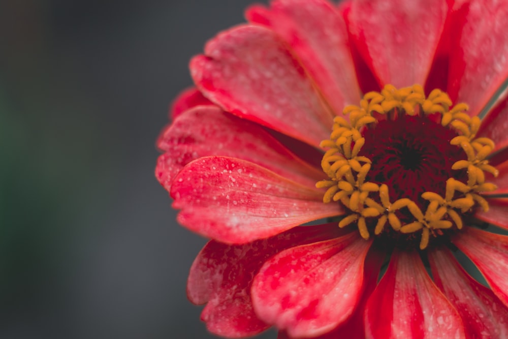 a close up of a flower