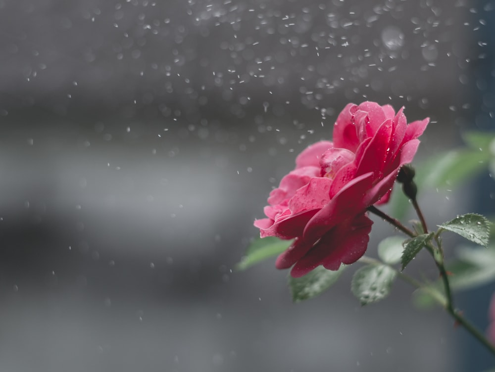 a close up of a flower