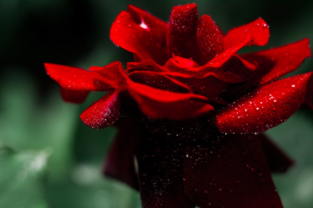 a close up of a red flower