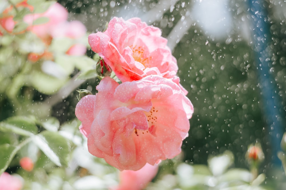 a close up of some flowers