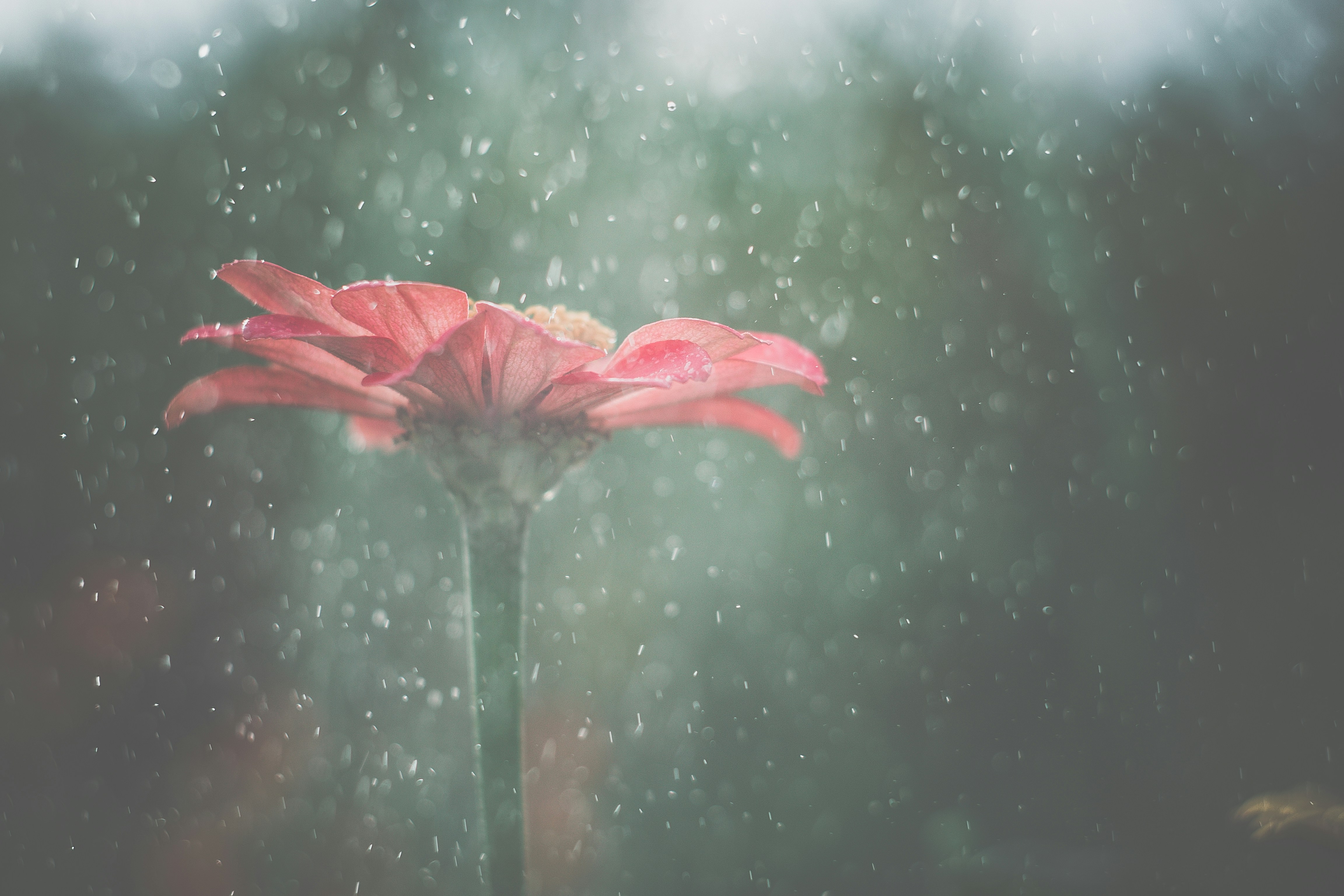 A Rain Dance In Summer