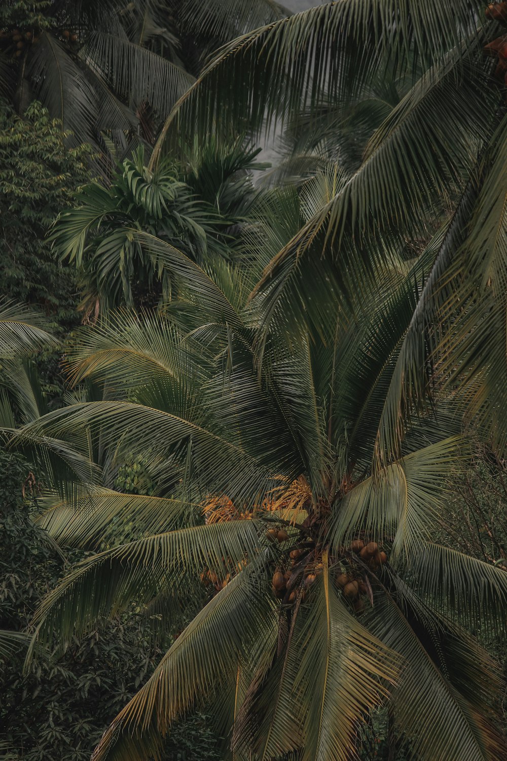 a group of palm trees