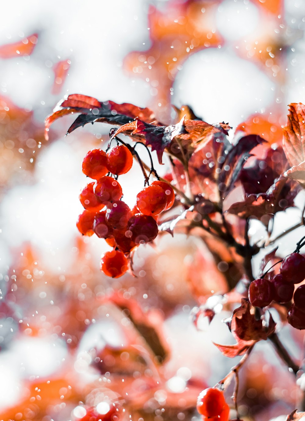 a close up of a red berry