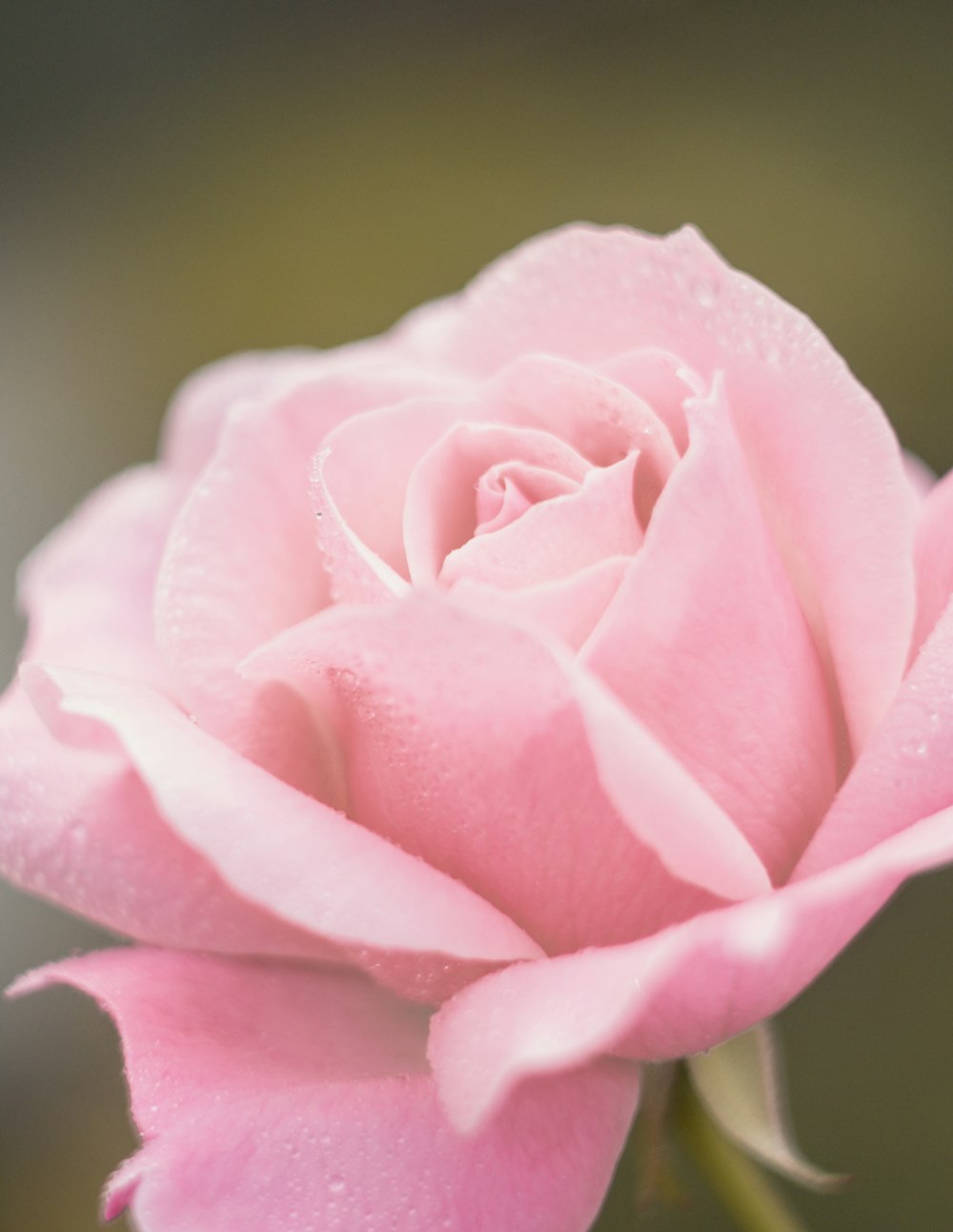 a pink rose with a green background