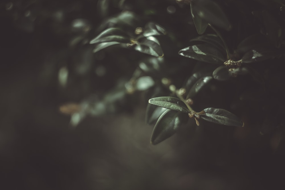 close up of a plant