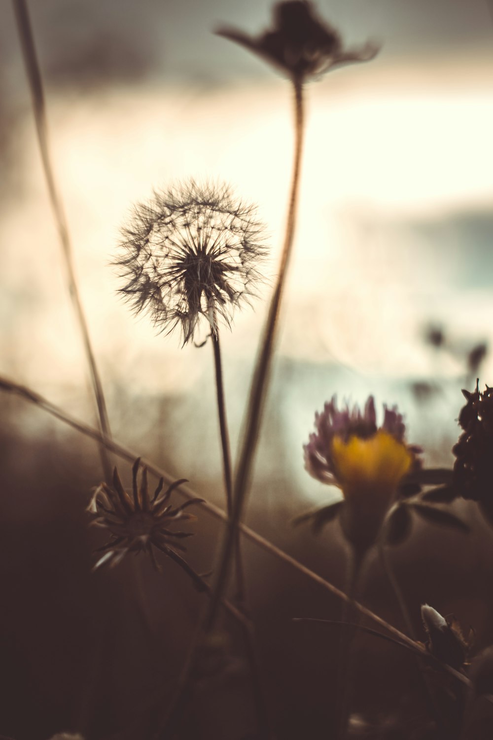 a group of dandelions