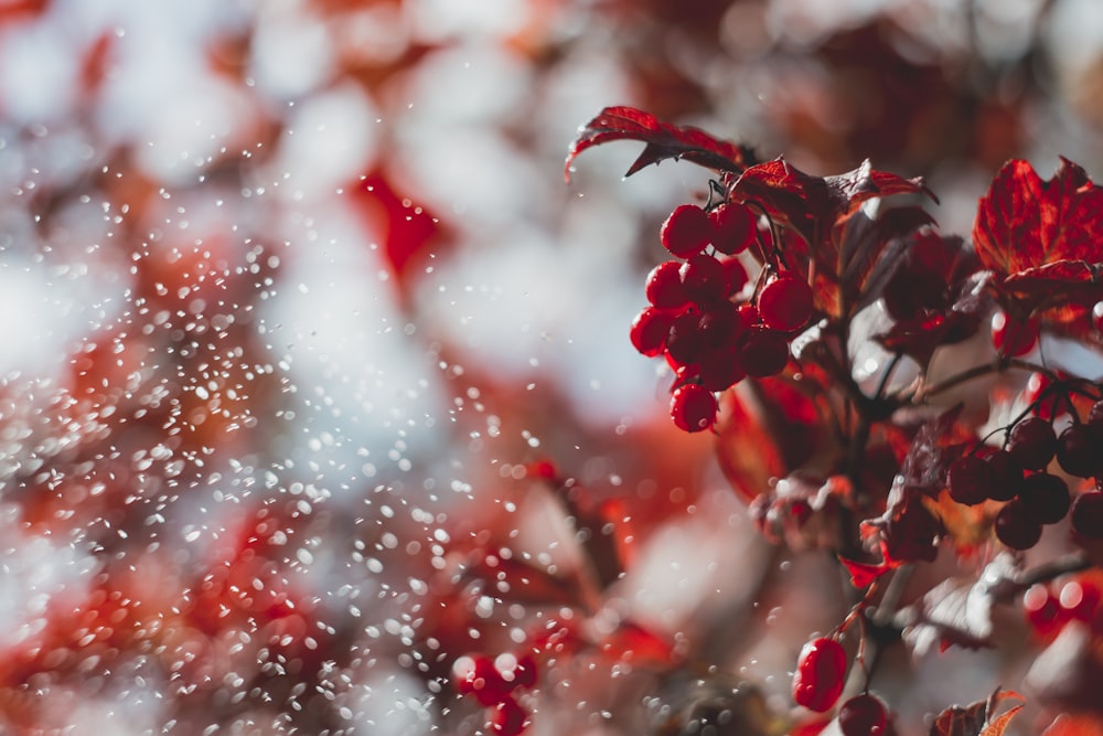 a close up of a red and white substance