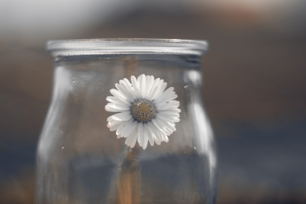 a white flower in a glass vase