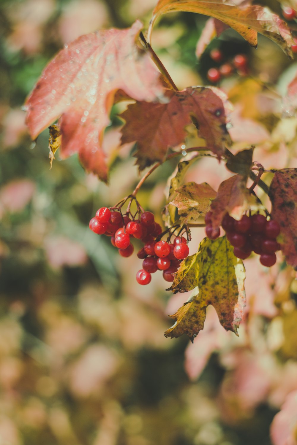 a close up of some leaves and berries