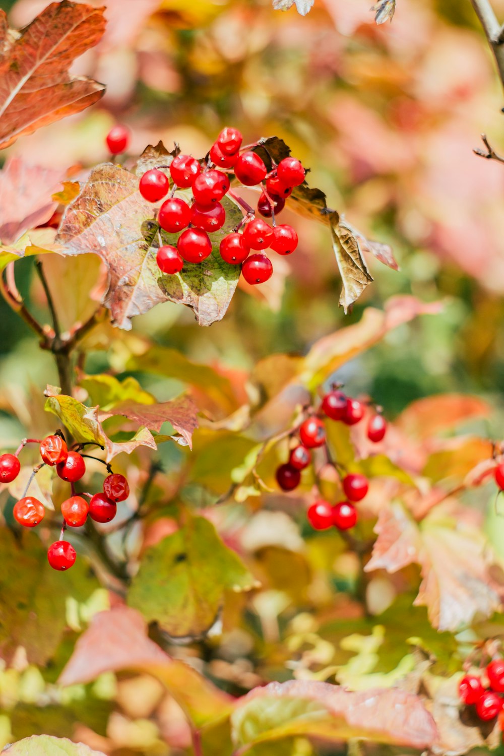 a close up of some berries