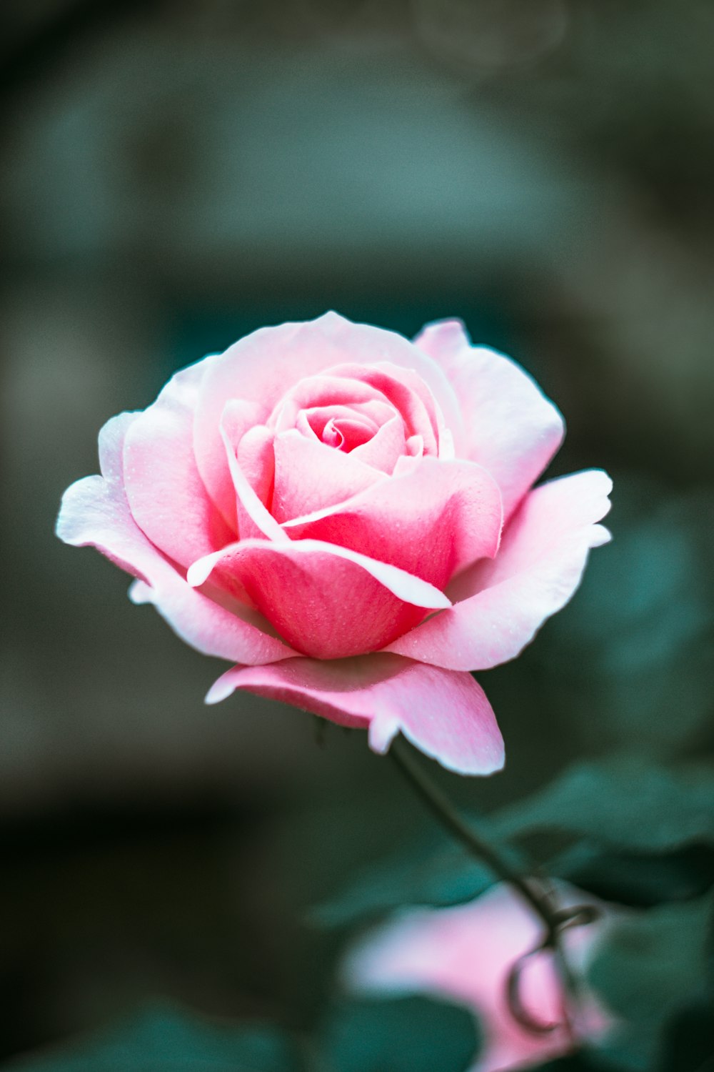 a pink rose with green leaves