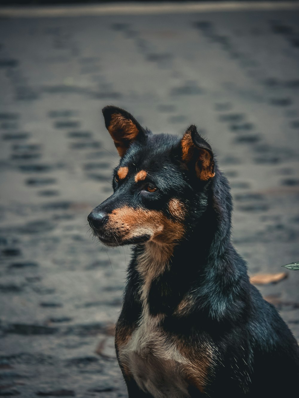 a dog standing in water