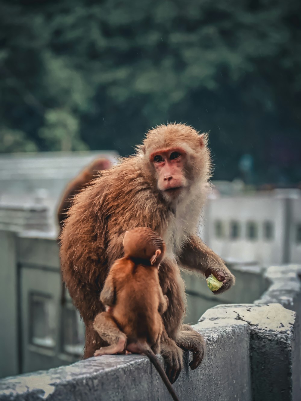 a monkey holding a baby monkey